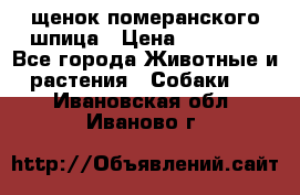 щенок померанского шпица › Цена ­ 45 000 - Все города Животные и растения » Собаки   . Ивановская обл.,Иваново г.